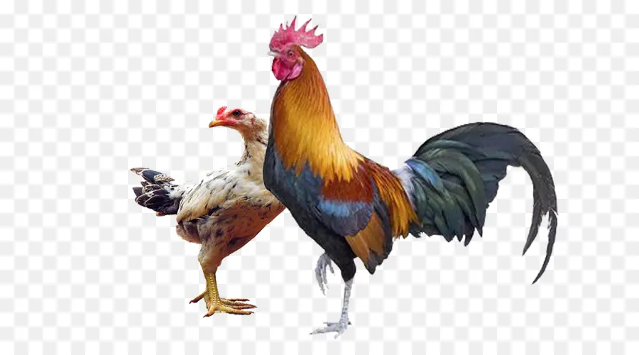 Gallo，Pollo Leghorn PNG