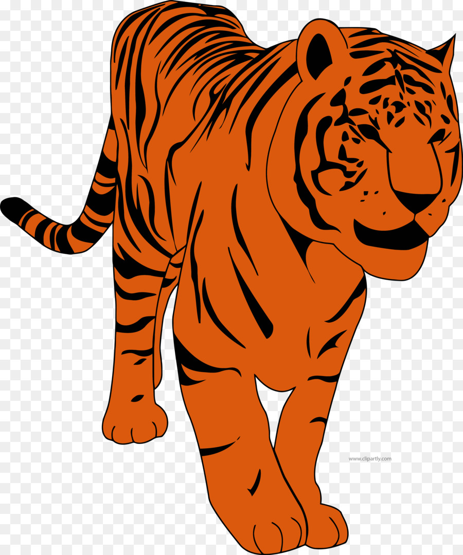 Tigre，Dibujo PNG