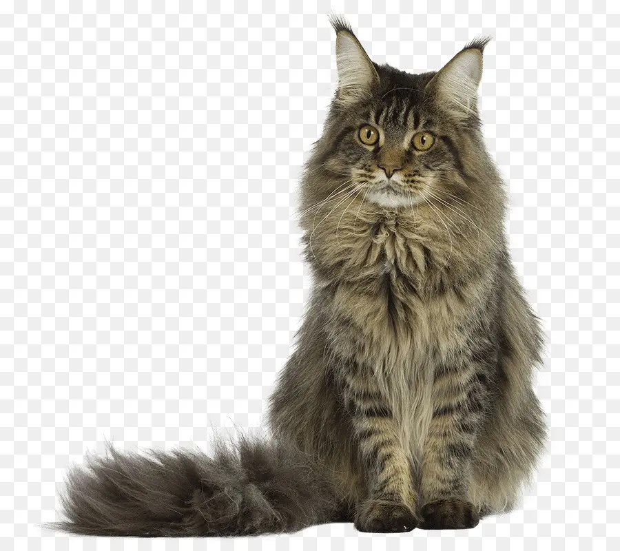 Maine Coon，Gato Persa PNG