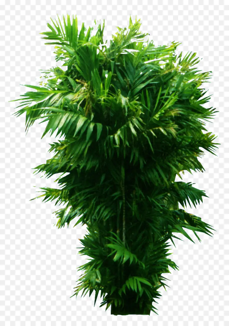 Palmera，Hojas PNG