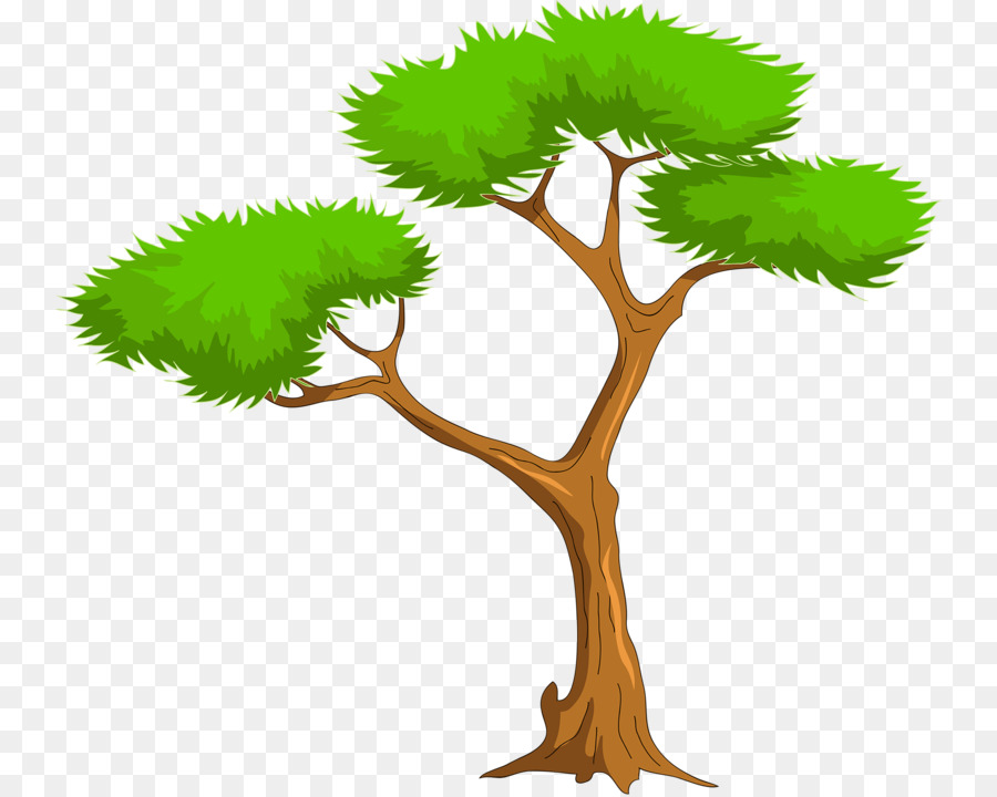 Árbol Bonsái，Árbol PNG