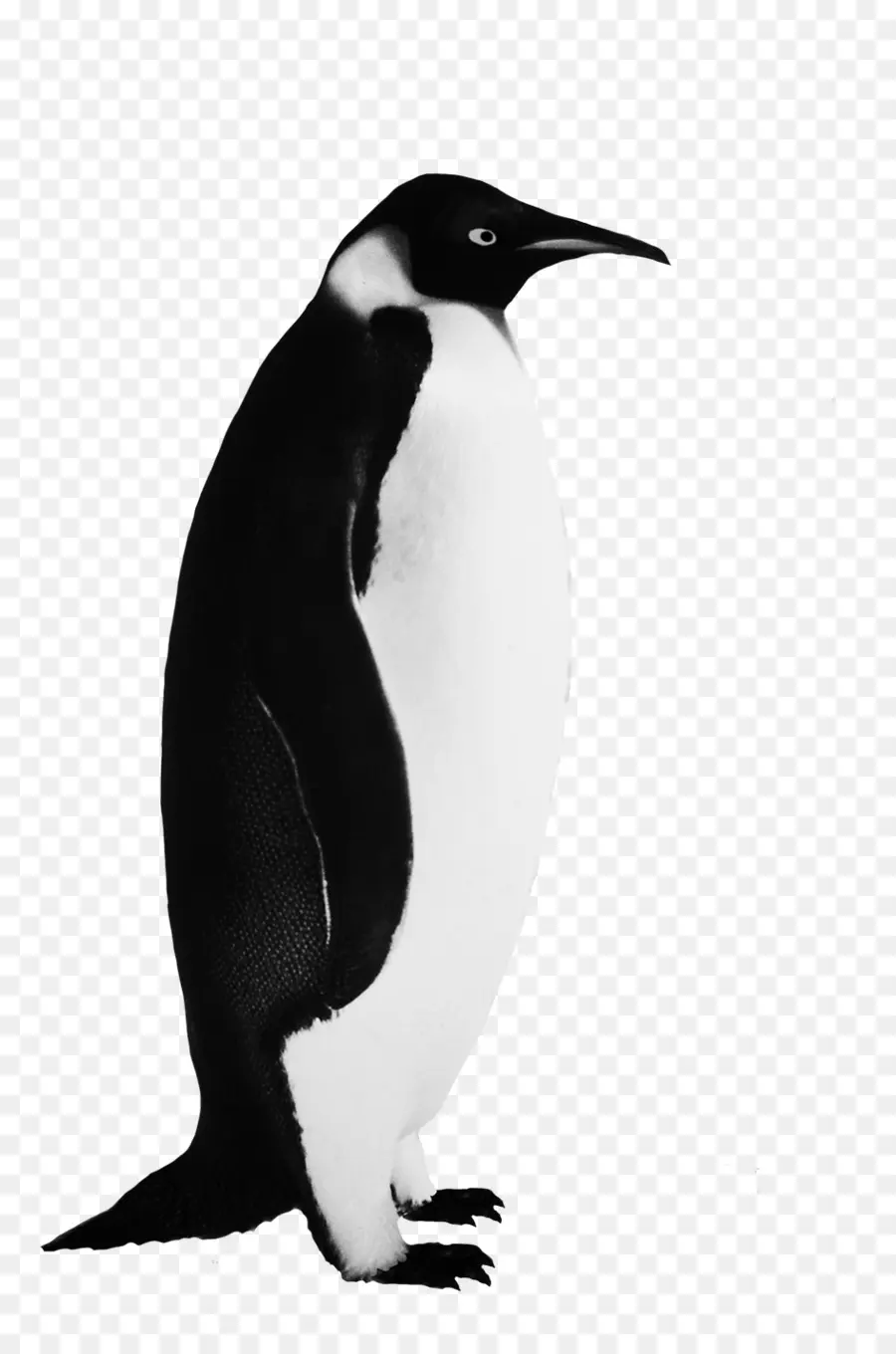 Pingüino，Aves PNG