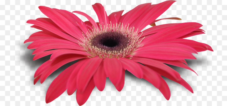 Crisantemo，Transvaal Daisy PNG