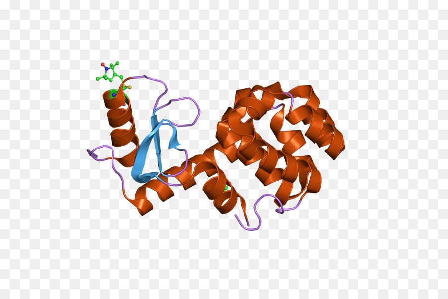 Estructura De La Proteína，Molécula PNG