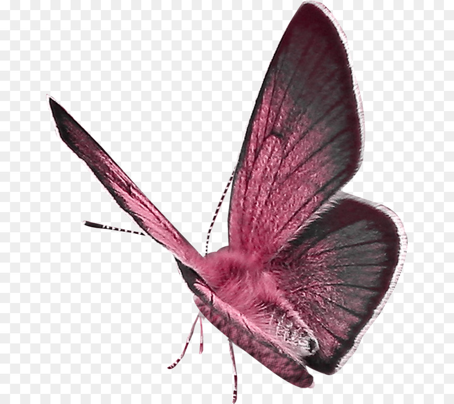 Dibujo，Mariposa PNG