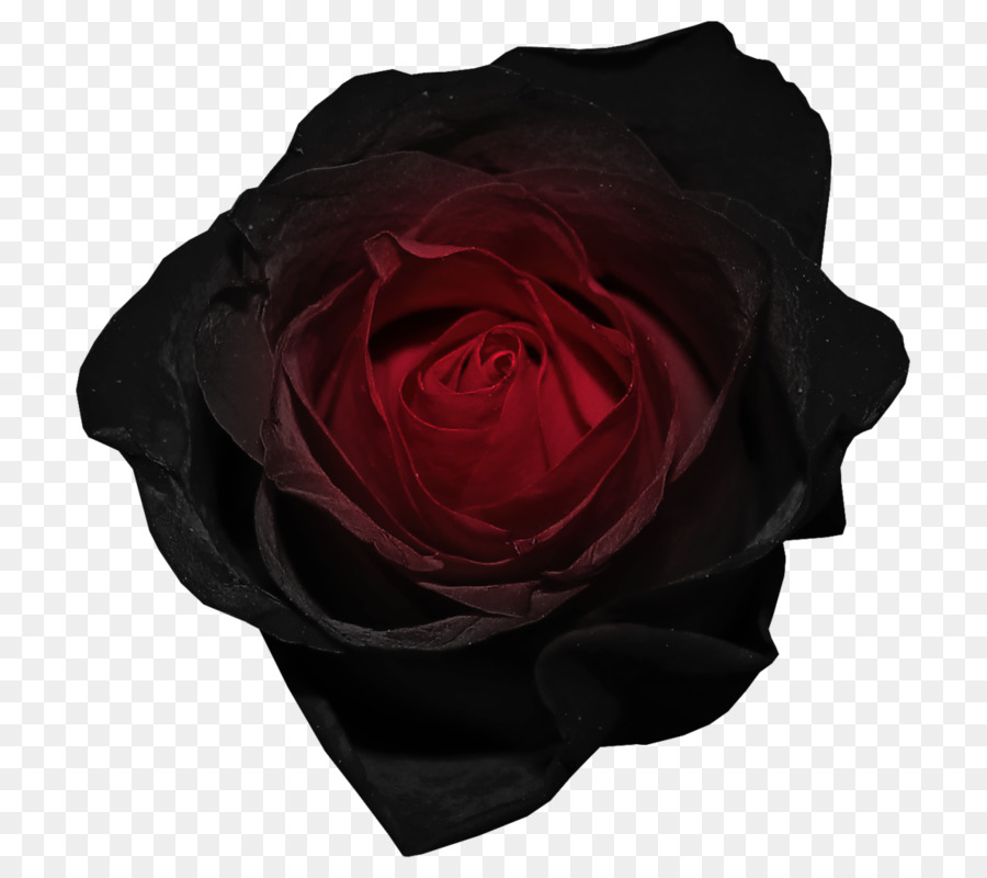 Rosa Negra，Oscuro PNG