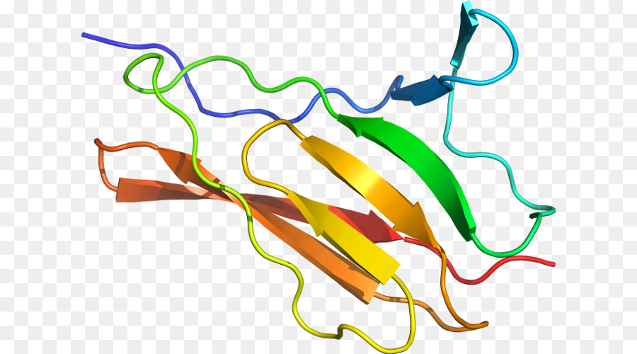 Estructura De La Proteína，Biología PNG