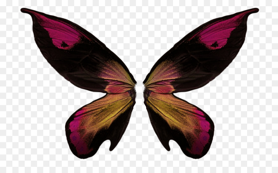 Mariposa，Collage PNG