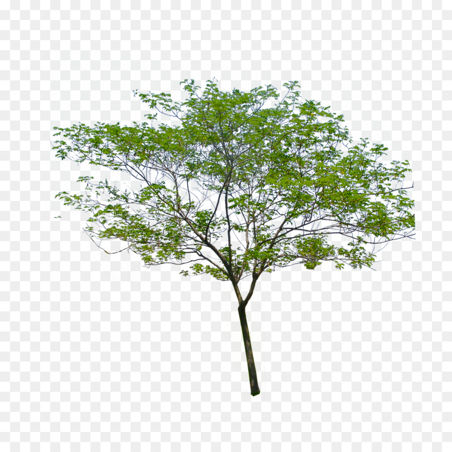 Árbol，Sucursales PNG