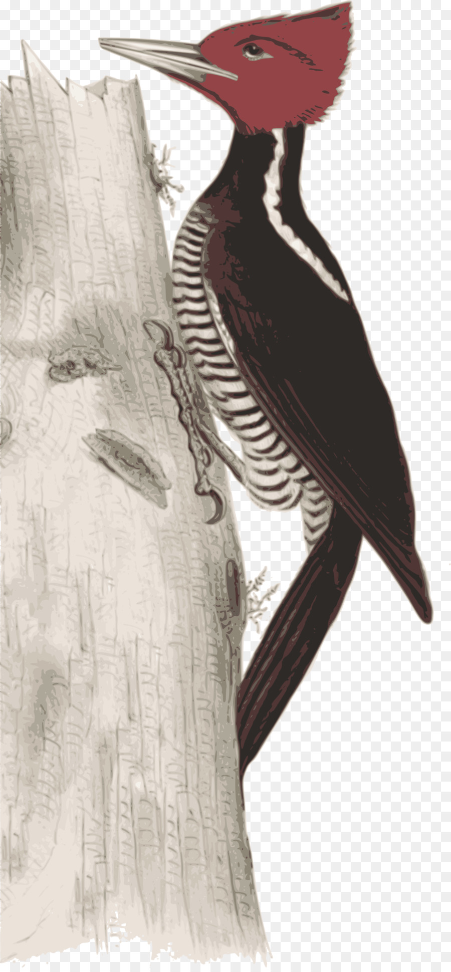 Woodpecker，Aves PNG