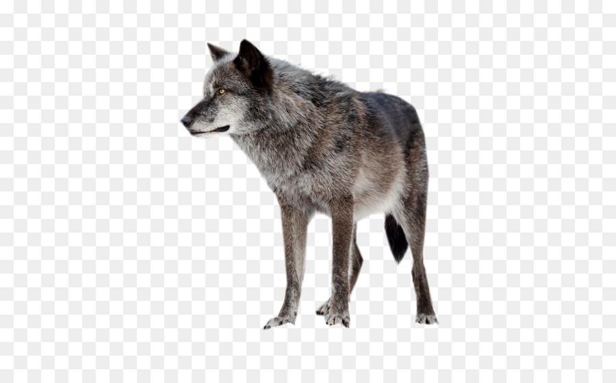 Perro，Coyote PNG