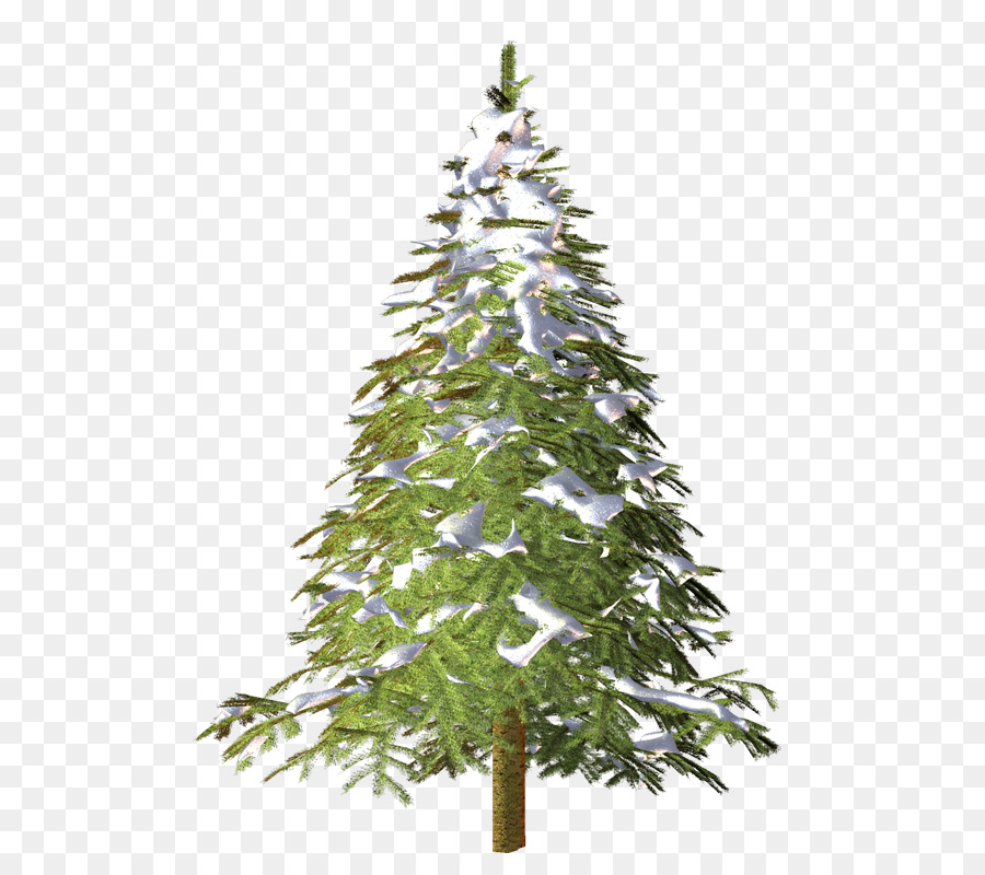 Abeto，Árbol PNG