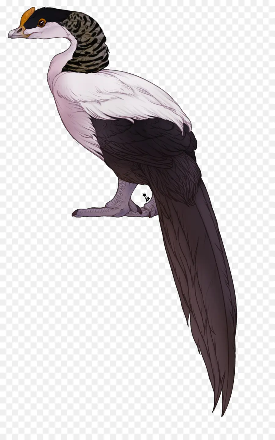 Pájaro，Plumas PNG