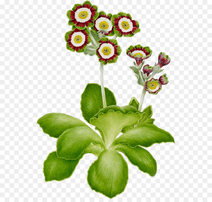 Flor，Primrose PNG