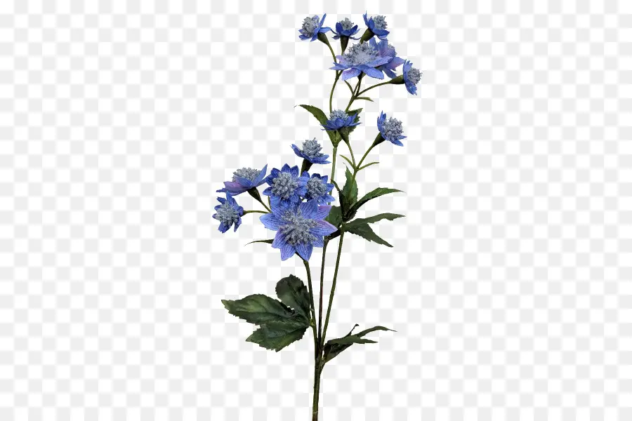 Larkspur，Borages PNG