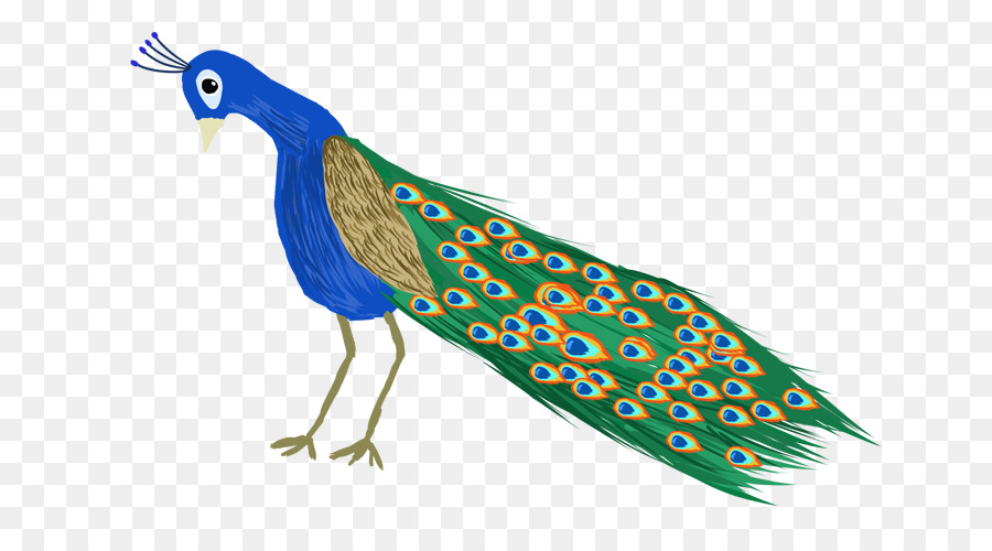 Pavo Real，Phasianidae PNG