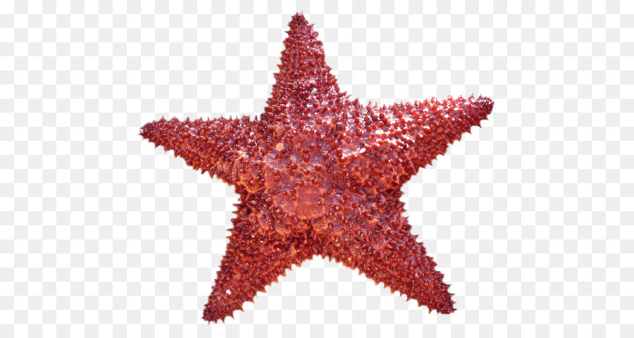 Estrella De Mar，Océano PNG