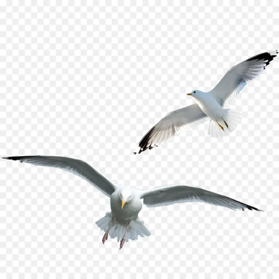 Las Gaviotas，Aves PNG