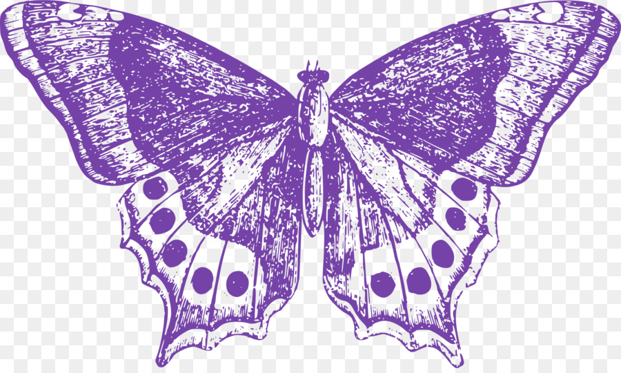 La Mariposa Monarca，La Polilla PNG