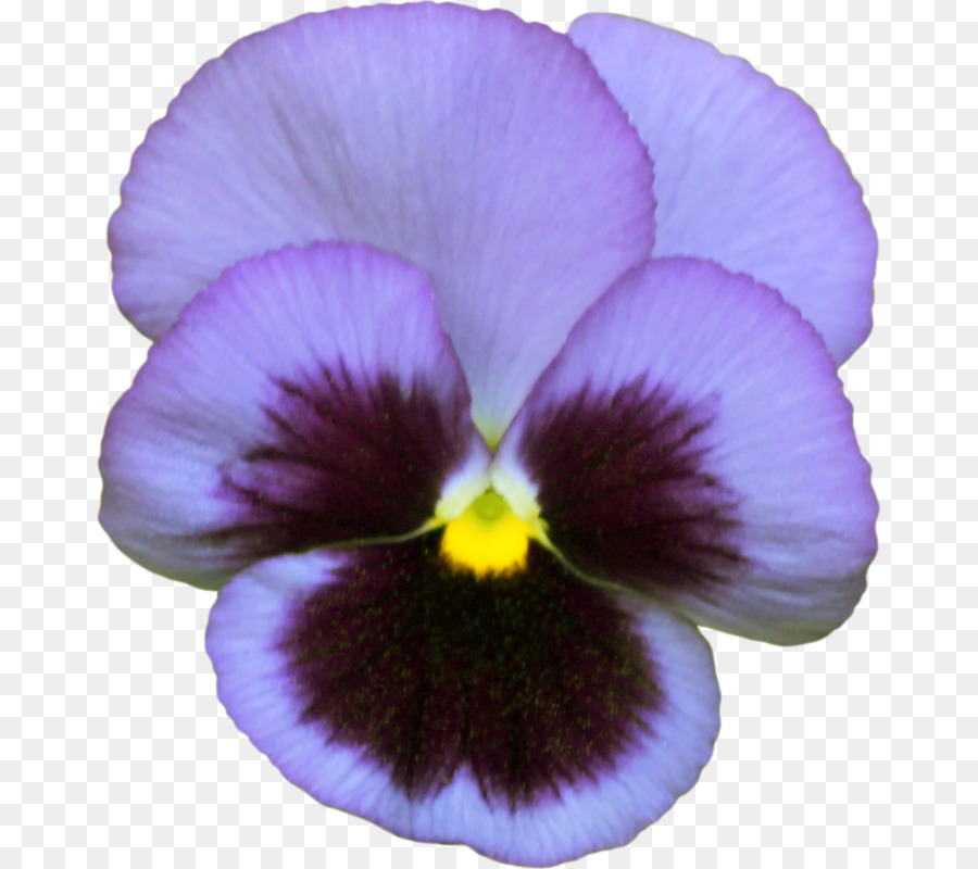 Pansy，La Fotografía PNG