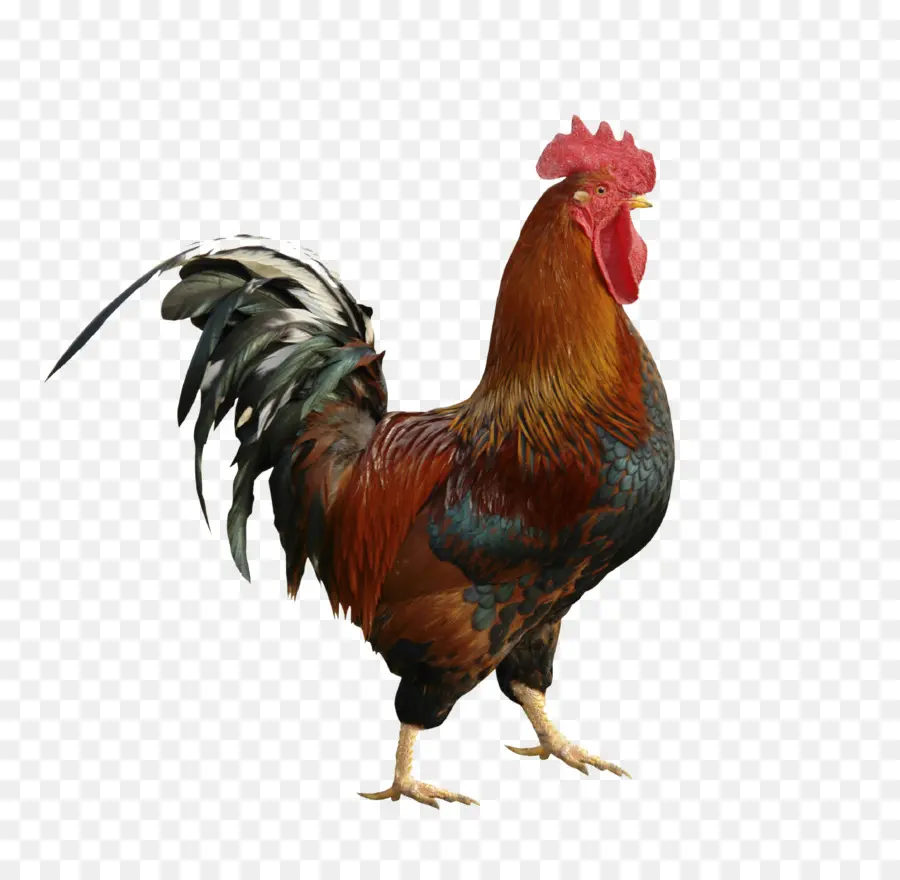 Pollo，Gallo PNG