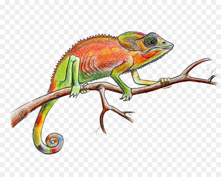 Los Camaleones，Iguanas PNG