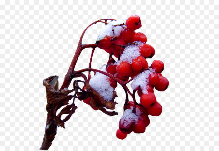 Frutos Rojos，Nieve PNG