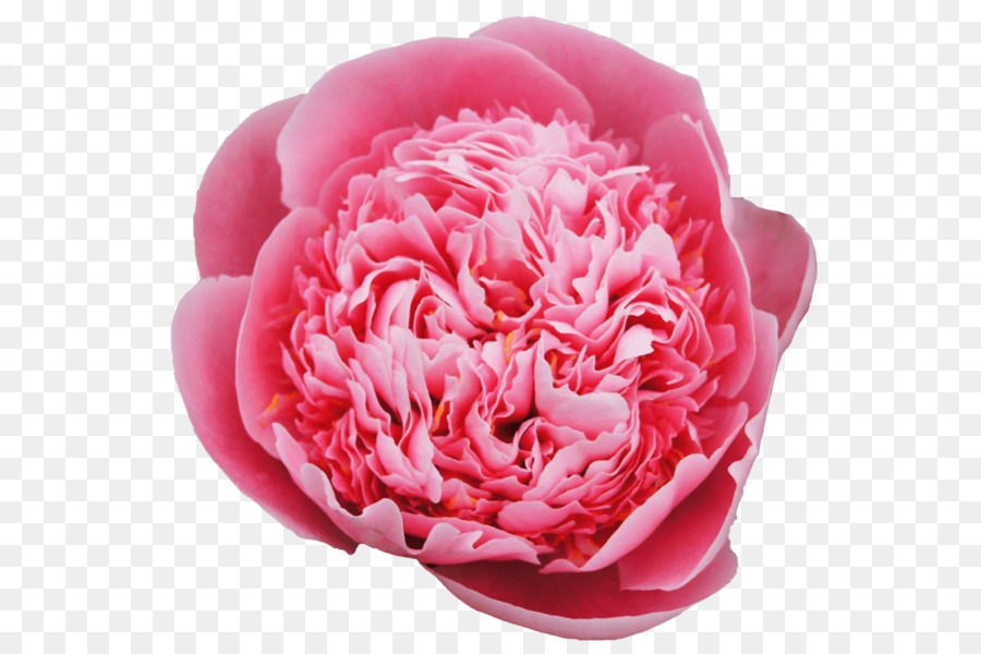 Flor Rosa，Florecer PNG