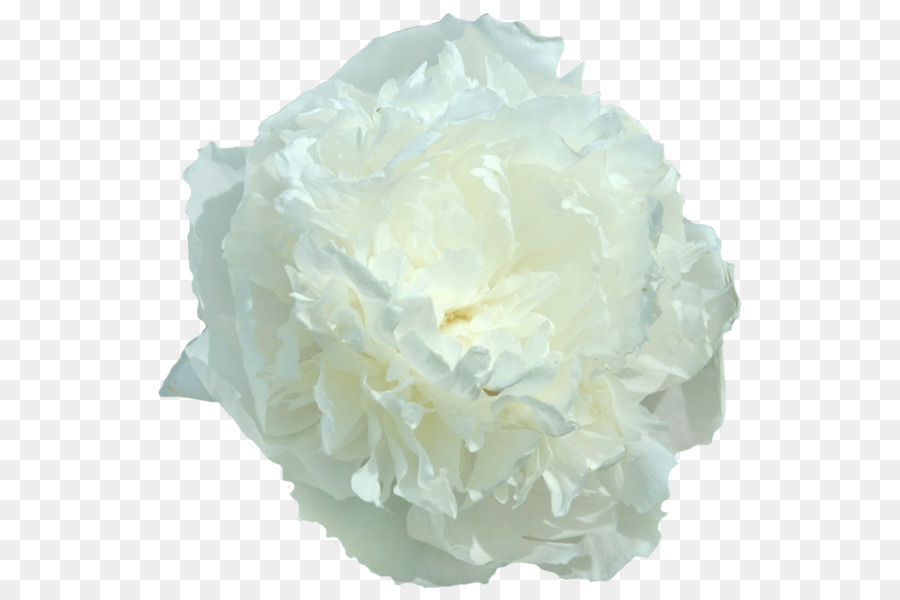 Peonía，Flor PNG