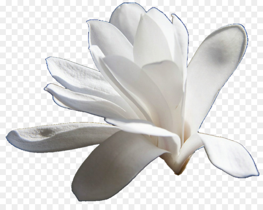 Magnolia，Una Fotografía De Stock PNG