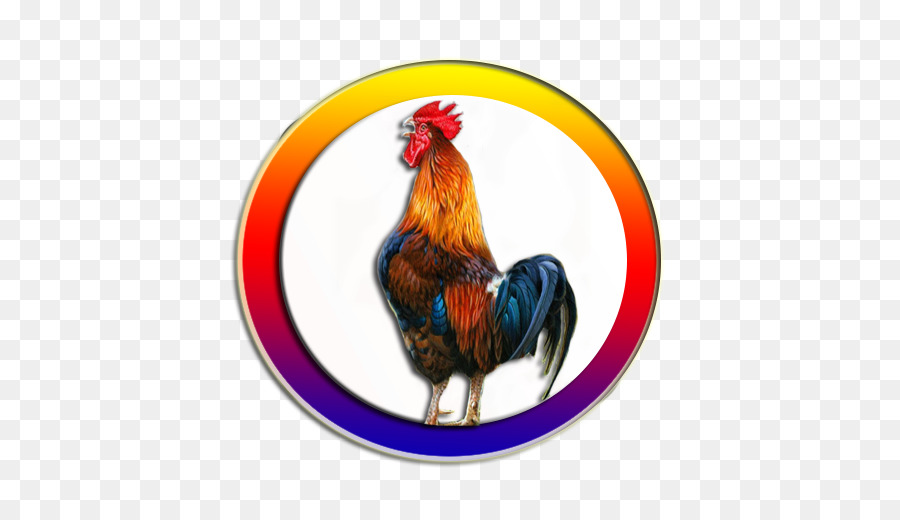 Gallo，Pollo PNG