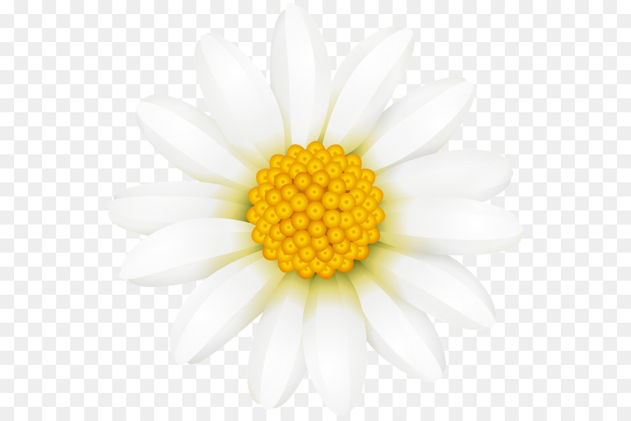 Flores Blancas，Florecer PNG