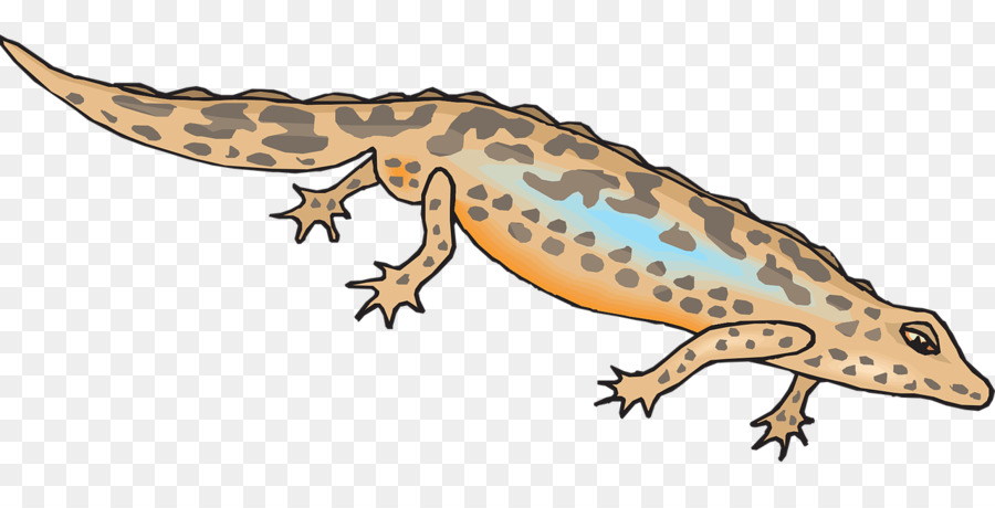 Salamandra，Newt PNG