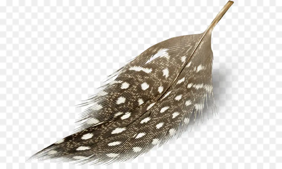 Pluma，Flotación De La Pluma PNG