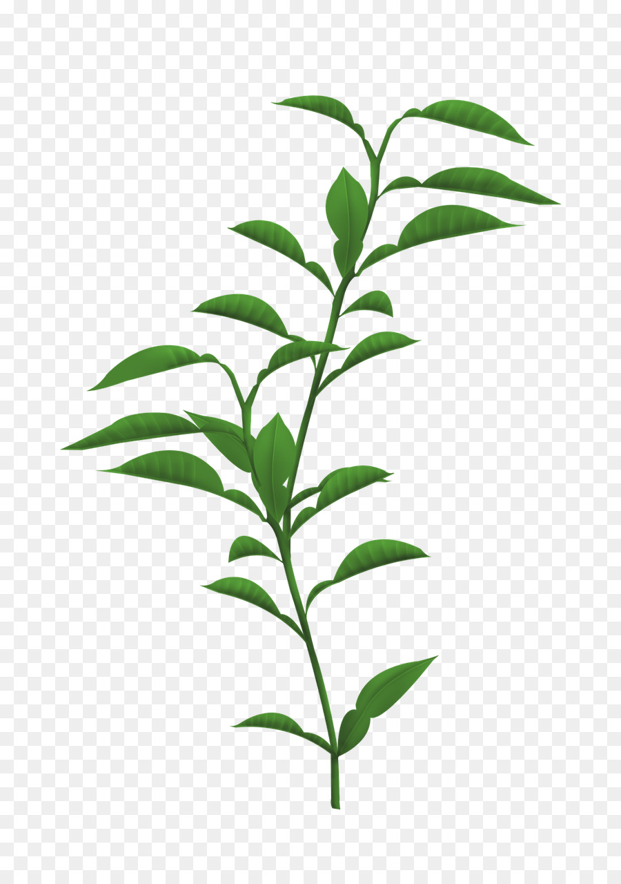 Planta Verde，Hojas PNG