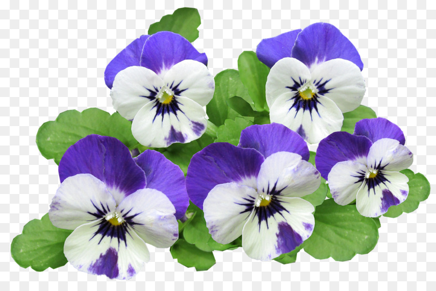 Pansy，Del Oro De California Violeta PNG