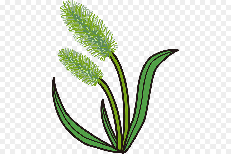 Planta，Verde PNG