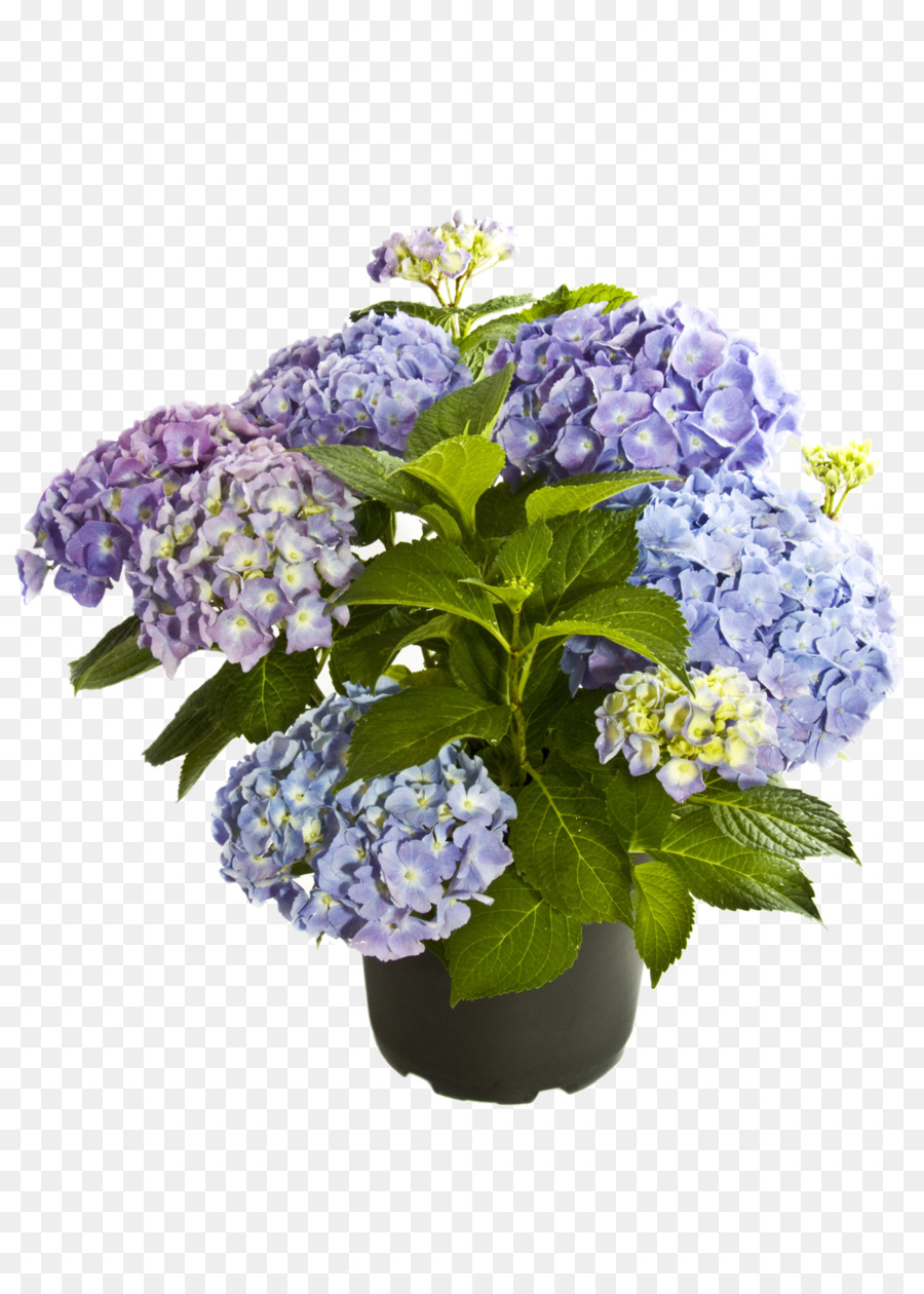 Hortensia，Púrpura PNG