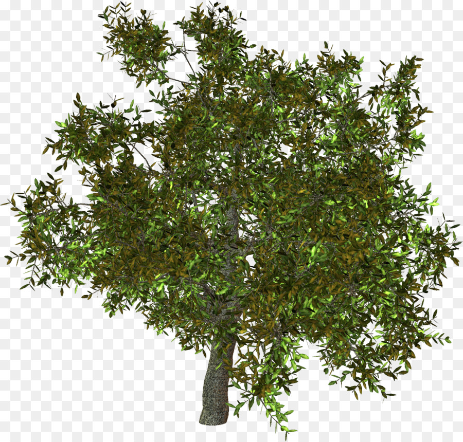 árbol Verde，Hojas PNG