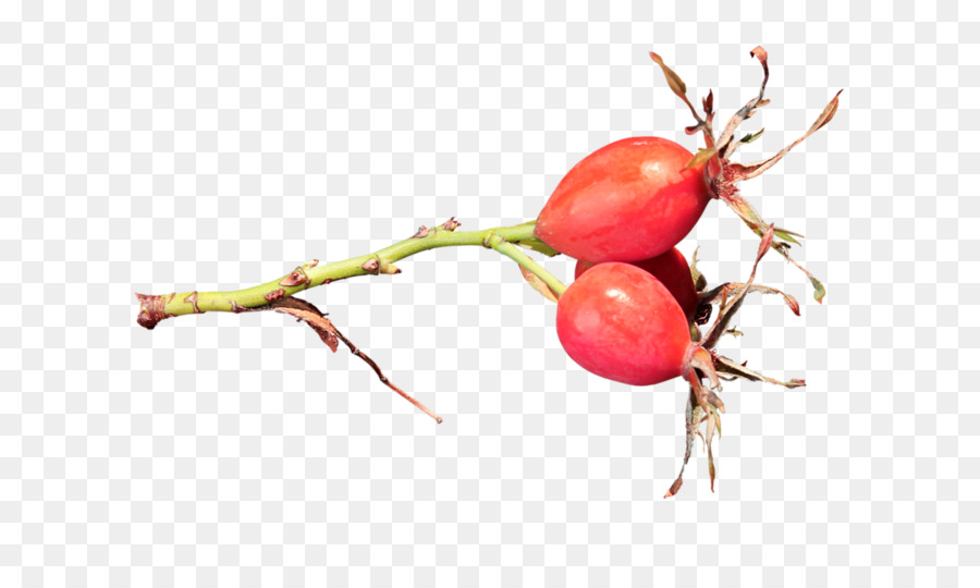 Frutos Rojos，Rama PNG