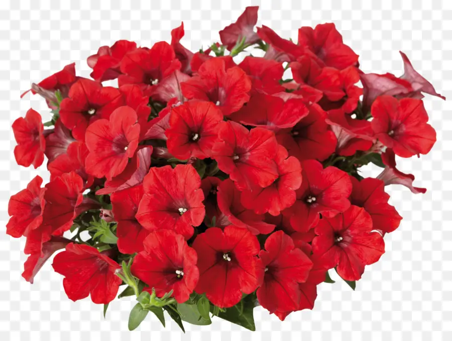 Flores Rojas，Pétalos PNG