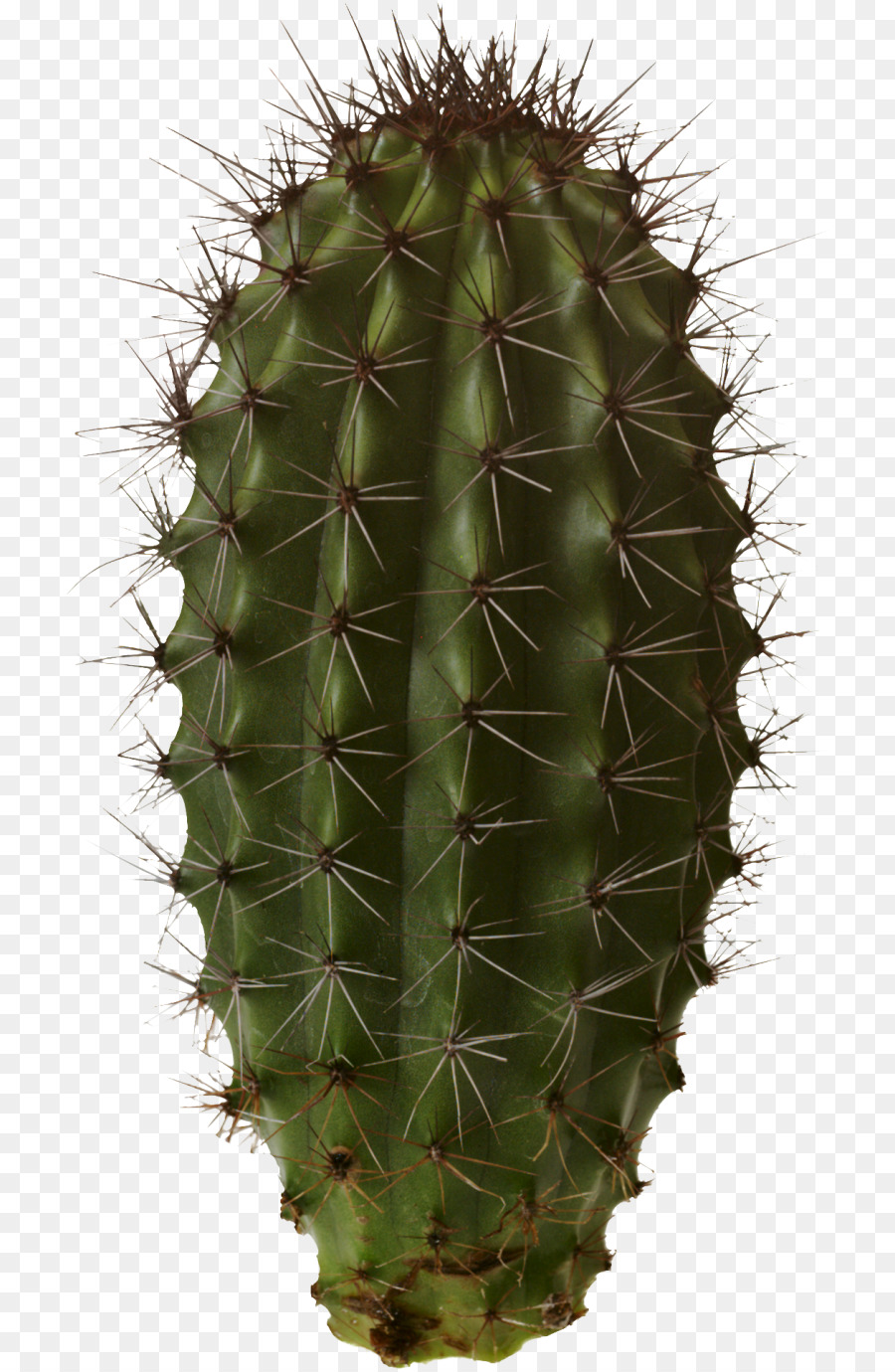 Cactus，Jardín De Cactus PNG