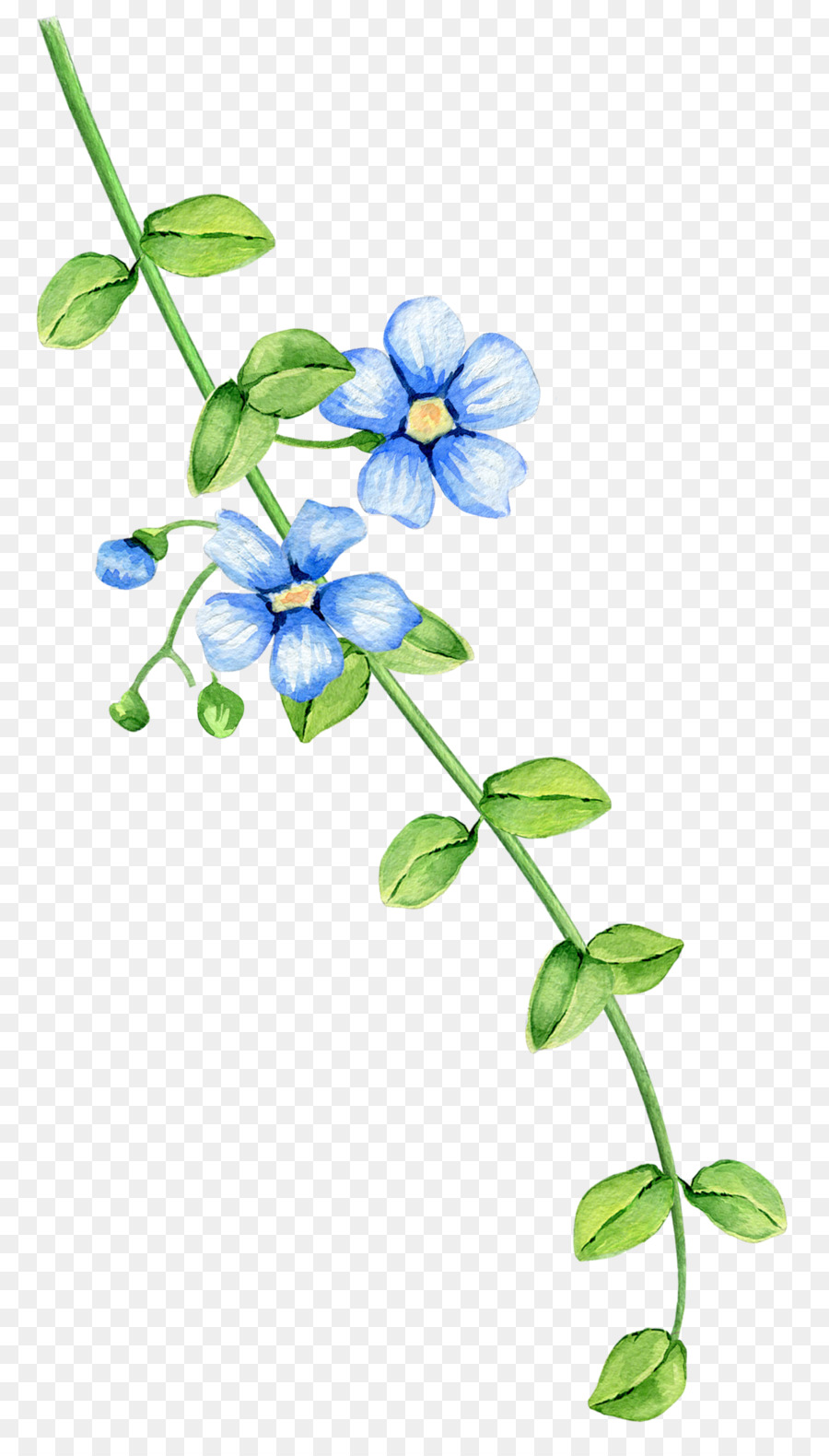 Flores Azules，Florecer PNG