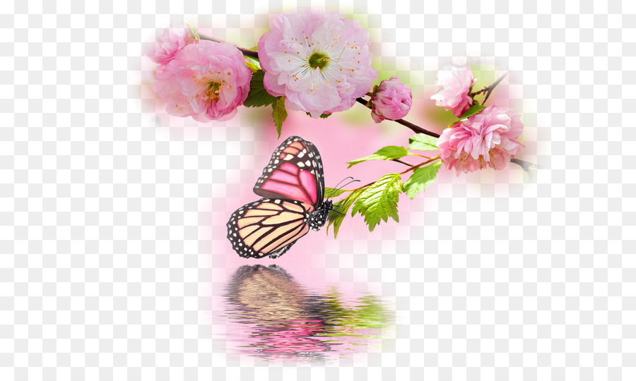 Mariposa，Fondo De Escritorio PNG