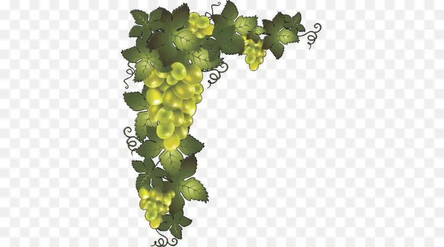 Uvas，Enredadera PNG