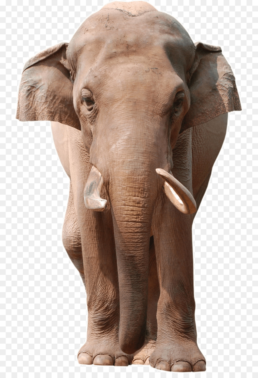 Elefante，Vistoso PNG