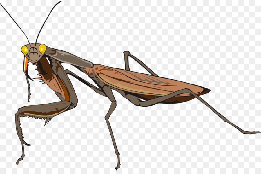 Los Insectos，Cucaracha PNG