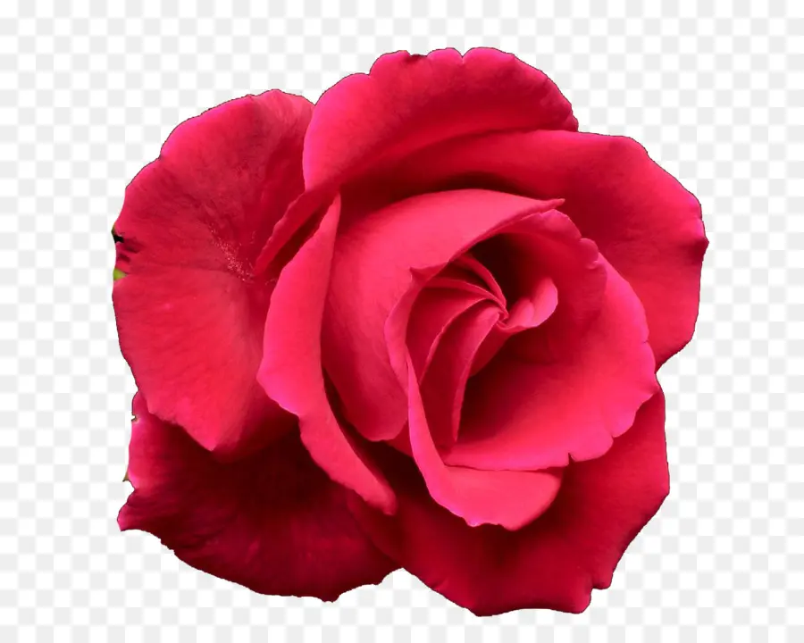 Rosa，Rosa Azul PNG