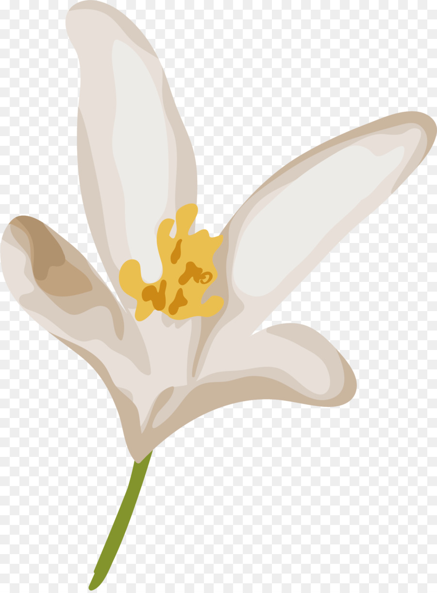 Tulip，Narcissus PNG