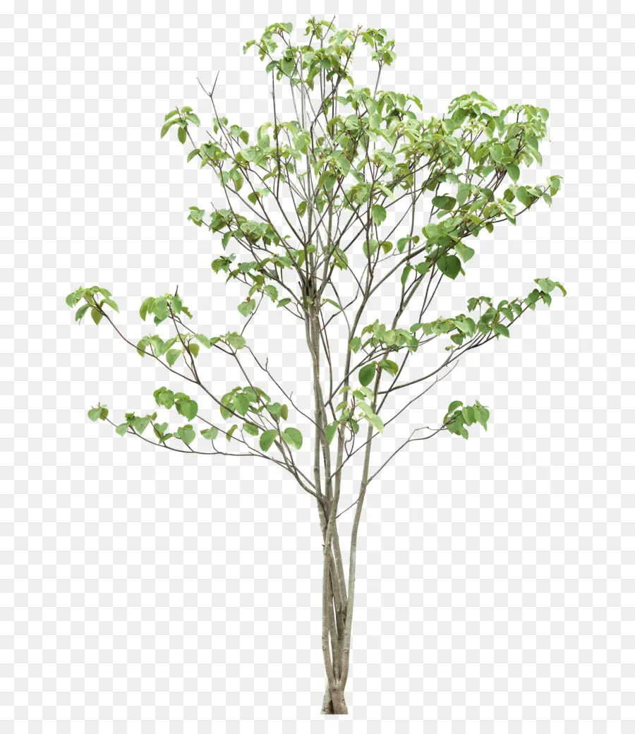 árbol，Planta PNG